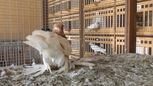 Узбекские голуби у Феруза часть 2( Uzbek pigeons) смотреть онлайн