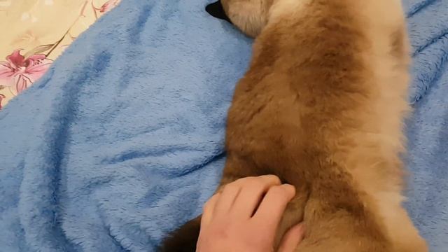 Массаж для кошек. Котомассаж. Как делать массаж кошкам? смотреть онлайн
