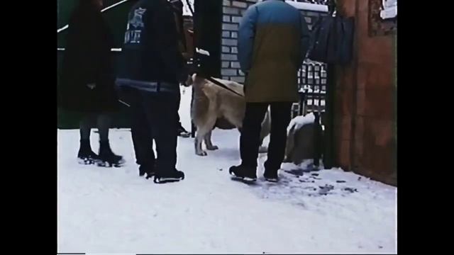 Ищите что посмотреть? / Самый большой Алабай / Марат смотреть онлайн