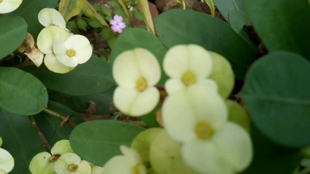Flowering Plants Na Uso Ngayong 2020 Petunia, Orchids,lerio At Iba Pa