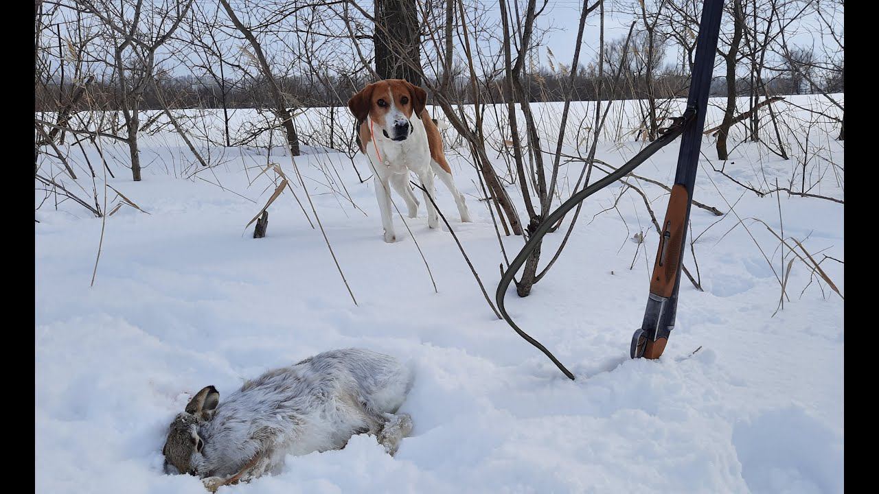 Охота с Русской пегой гончей # 35 смотреть онлайн