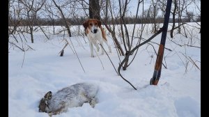 Охота с Русской пегой гончей # 35