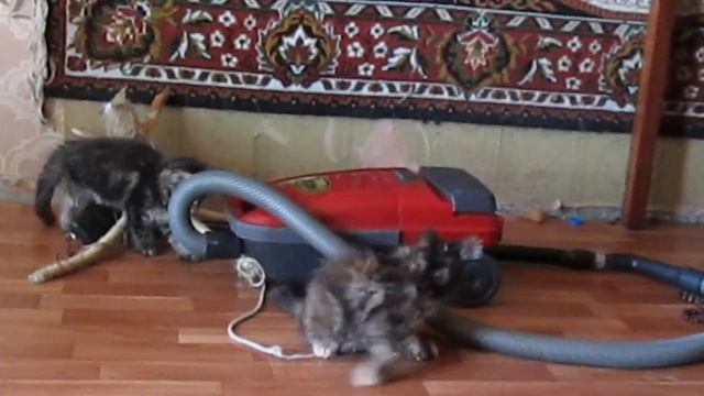 Котятам из Аргун К ровно два месяца