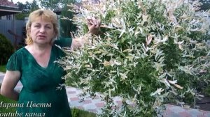 ИВА ШТАМБОВАЯ ХАКУРО НИШИКИ - посадка, выращивание, уход, обрезка, болезни