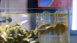 Пристелла.mp4