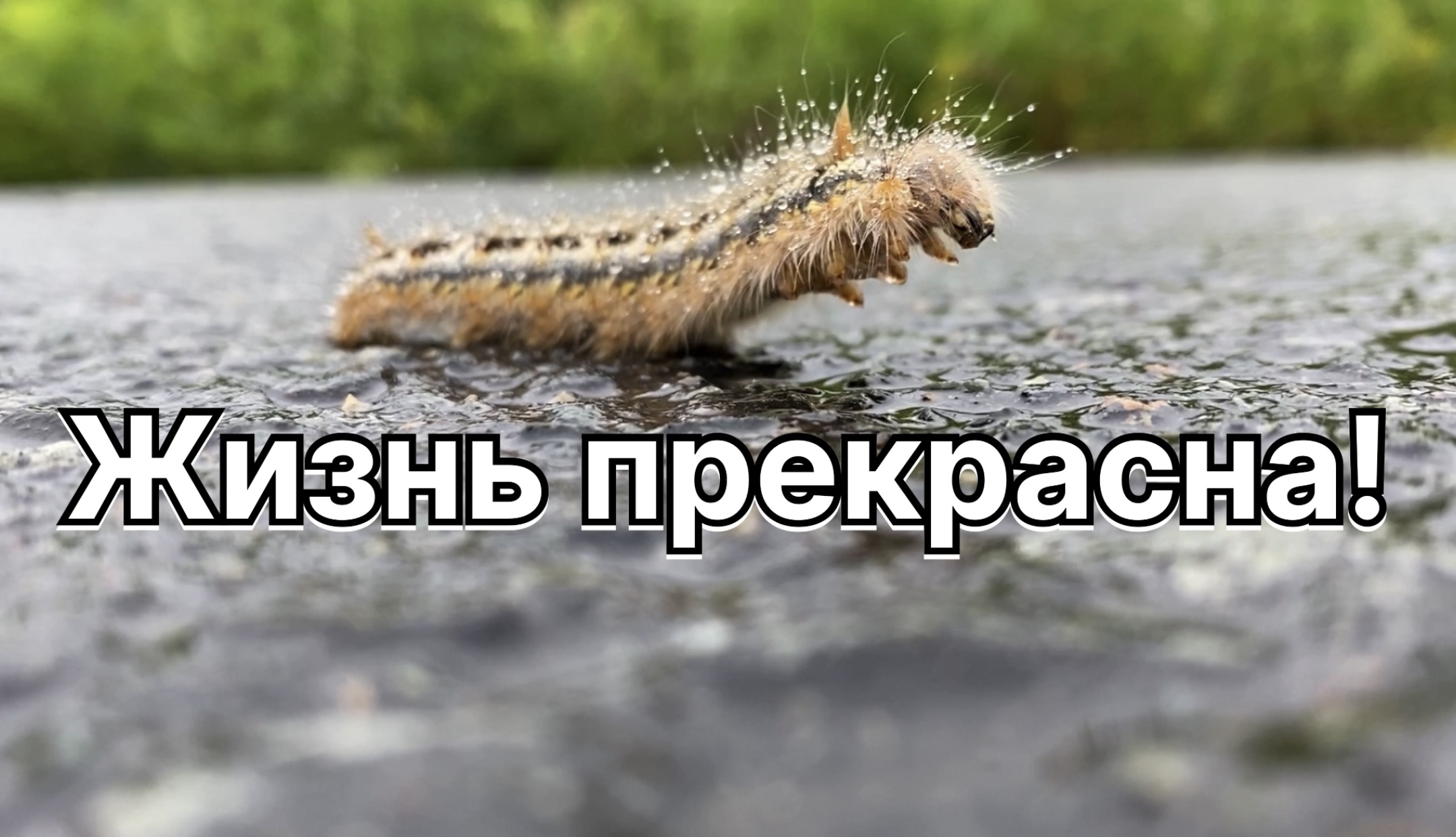 Да, жизнь прекрасна когда она активна! И все мгновения жизни прекрасны! Главное их замечать.23.06.24 смотреть онлайн