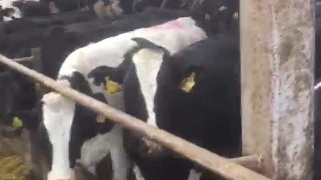 Современная ферма Черно-пестрые нетели смотреть онлайн