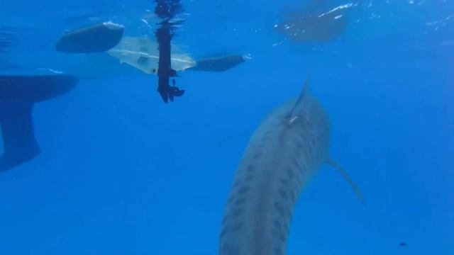Tiger shark (Galeocerdo cuvier) Minerva Reef смотреть онлайн