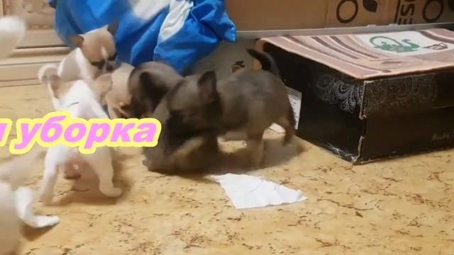 Сколько щенков может родить чихуахуа? смотреть онлайн