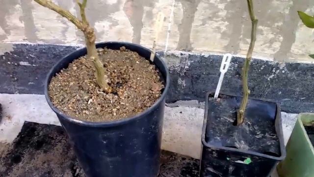 Как сохранить влагу в цветочных горшках?! смотреть онлайн