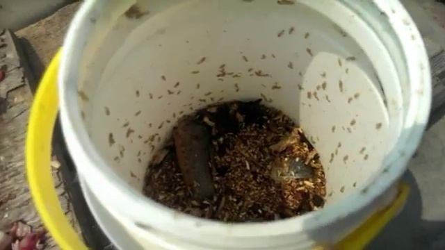 Эксперимент по разведению опарыша|Часть 2| смотреть онлайн