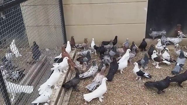 #BAKU #PIGEONS. Питомник голубей Назим Дадашева в Баку. 30.08.19г смотреть онлайн