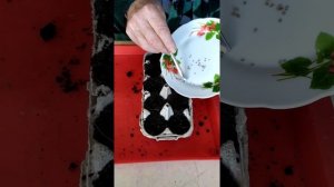 Посадка семян помидор в яичные лотки.
