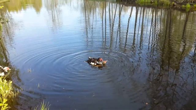 Селезень топчет самочку на воде. Индоутка весной. смотреть онлайн
