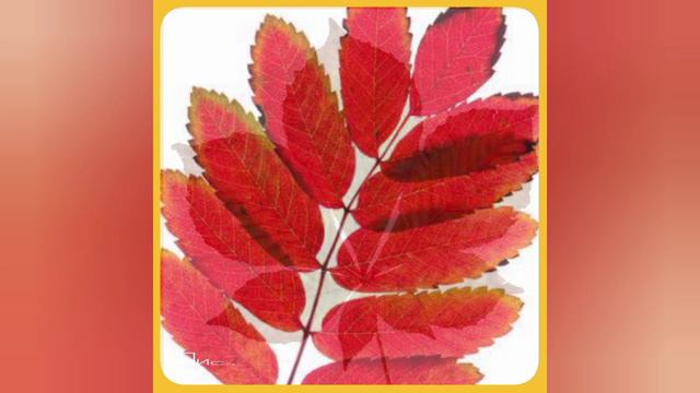 Назови, какой лист (игра по речевому развитию) смотреть онлайн