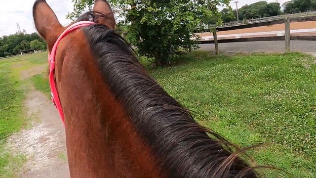GoPro Hero 9 Black Unboxing - Trail Ride With Me | Little Ms. Equestrian смотреть онлайн