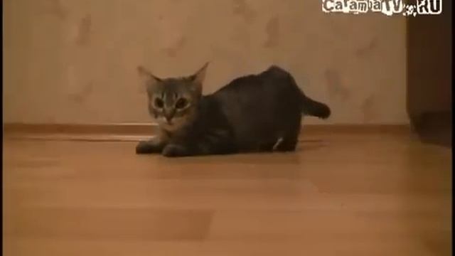 Неудачно стартанул *_* ЫЫЫЫ Смешно) смотреть онлайн