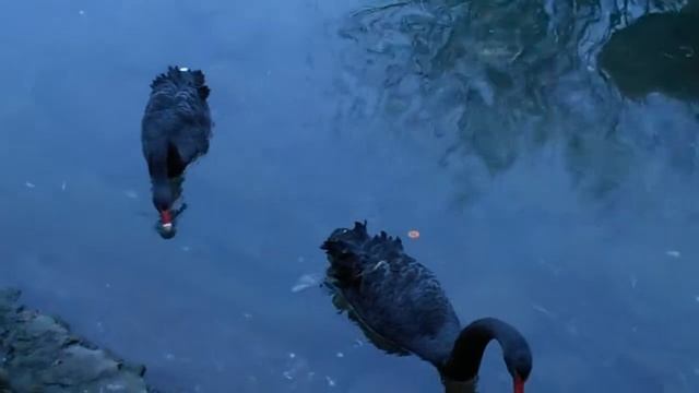 Белые и чёрные лебеди смотреть онлайн