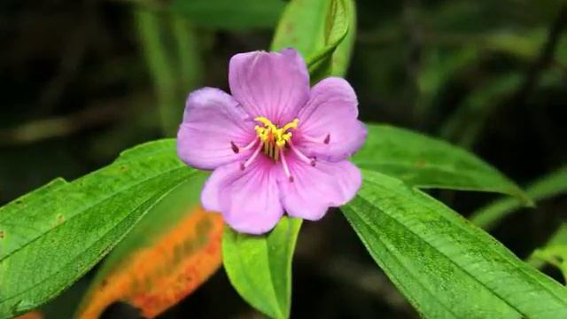 Шри-Ланка! Животные, растения, люди, океан. Фотографии. смотреть онлайн