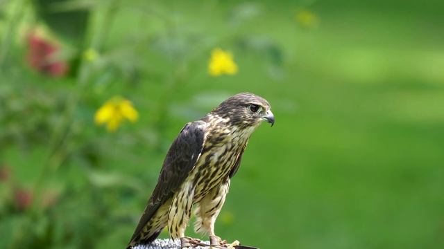 Education Raptor Merlin смотреть онлайн