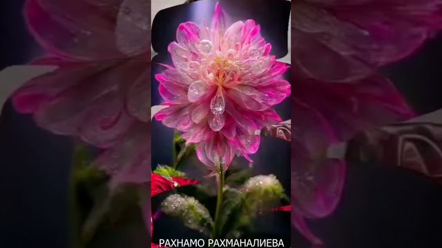 Рахнамо рахманалиева миллионы алых роз смотреть онлайн