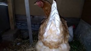 Лечение водянки брюшной полости у курицы Золушки