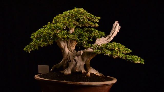 [ PLANT ] Bonsai Cudrania Chochinchinensis M.50.1664