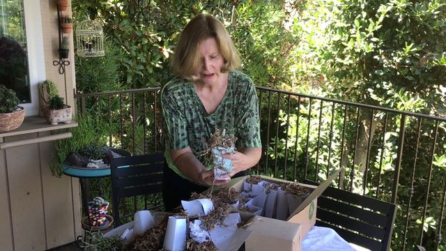 Unboxing Fragile Succulents смотреть онлайн
