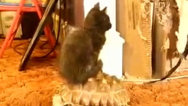 Котёнок катается на черепахе смотреть онлайн