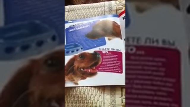 The dog collection Кавалер смотреть онлайн