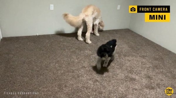 iPad Mini 6 (2021) vs. iPad Air 4 - Which is Better?