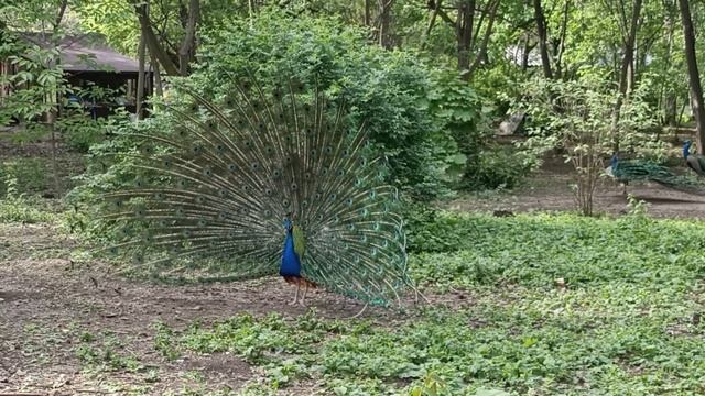 павлин распустил хвост. Дендарий, 6 мая 2023 смотреть онлайн