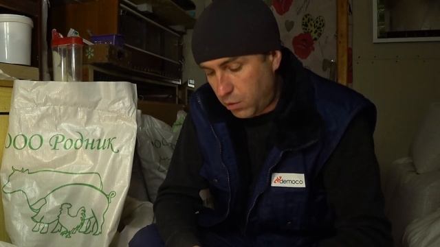 Чем кормить кур и перепелов и как экономить на кормах для кур и перепелов смотреть онлайн