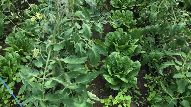 Жирование томатов как остановить ??? смотреть онлайн