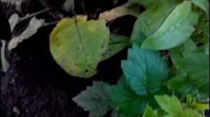 СУПЕР РАННИЙ БАКЛАЖАН КОРОЛЬ СЕВЕРА