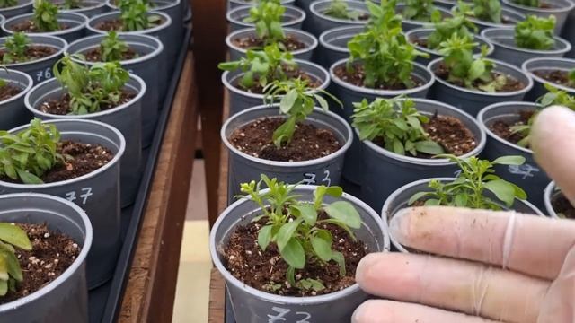 ВЕГЕТКА НН меня учит выращивать цветы!Лучший Антистрессант+Активатор роста по черенку вегетативки. смотреть онлайн