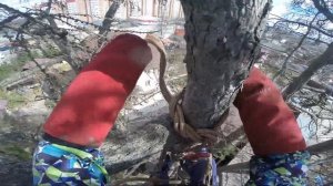 Арбоблок установка на дерево