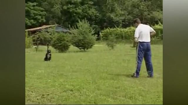 Питбуль собака мечты! Все о породе! Полное описание о питбуль! смотреть онлайн