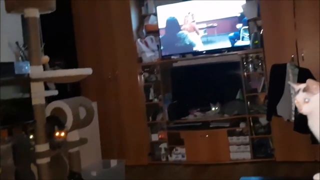 Кошкин дом или как собрать котов вместе смотреть онлайн