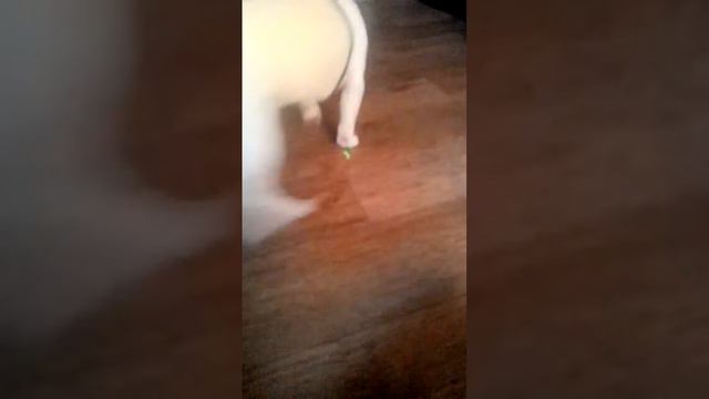 Джек рассел Lucky "моет" пол))) смотреть онлайн