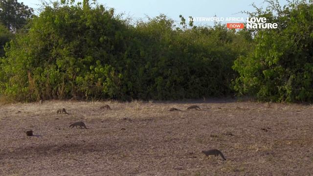 Водный мир Африки / Waterworld Africa / Серия 6 Река Чобе