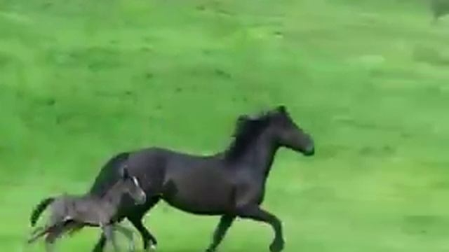 Нет ничего лучше, чем видеть красивые лошади бегут бесплатно! смотреть онлайн