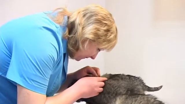 клещи.mpg смотреть онлайн