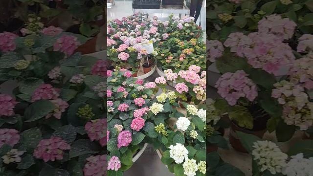 Гортензии в плодовом,Тюмень! смотреть онлайн