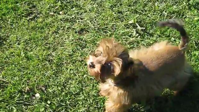 Петербургская Орхидея смотреть онлайн