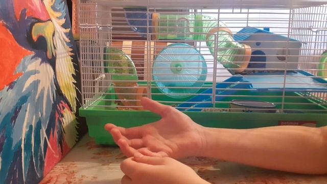 Чем отличаются джунгарские от сирийских хомяков смотреть онлайн