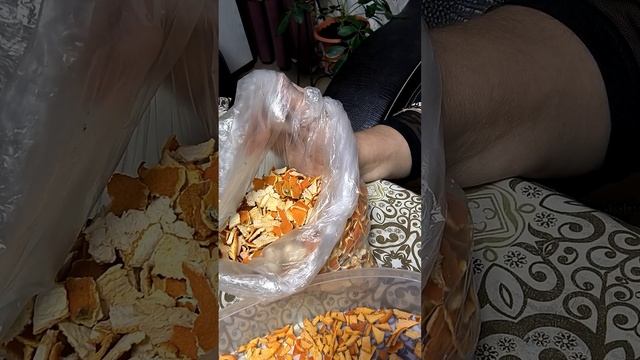 Корки цитрусовых прогонят из сада и огорода вредителей смотреть онлайн