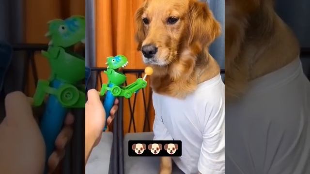 Don't Play Games With This Golden Retriever #puppy #shorts #goldenretriever смотреть онлайн