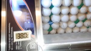 Инкубатор Весна. Обзор. Закладка индюшиного яйца.