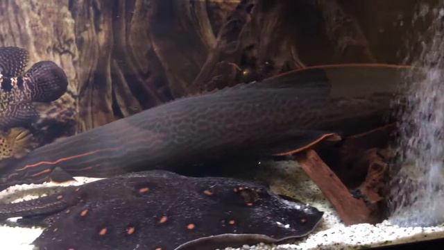 мастацимбел краснополосый смотреть онлайн